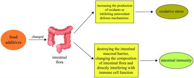 The key to intestinal health: a review and perspective on food additives